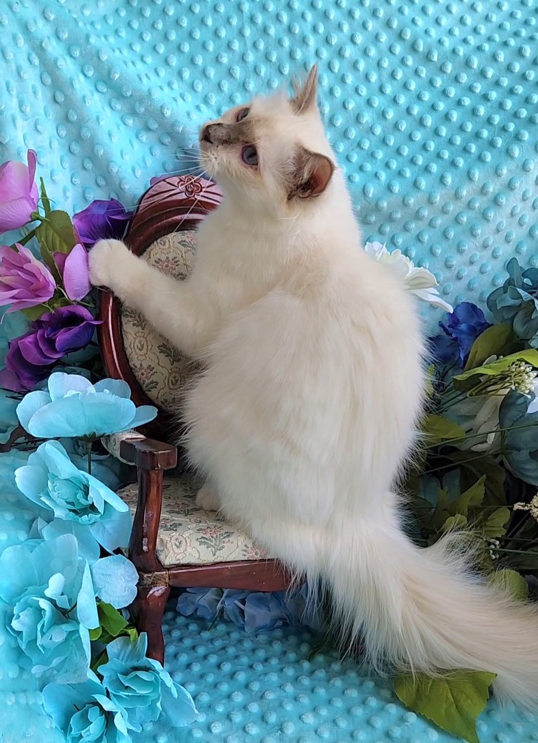 Birman Babies